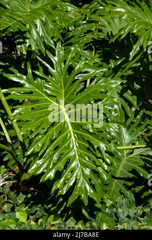 Sydney Australien, glänzend grüne Blätter einer Palmenpflanze im Garten Stockfoto