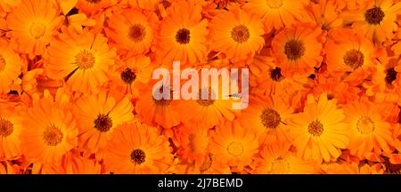 Wunderschöne Calendula-Blüten. Bouquet von orangen Calendula-Blüten. Stockfoto