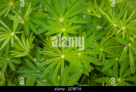 Nasse Lupinenblätter Lupinus polyphyllus mit Regentropfen Hintergrund. Lupine Pflanze vor Blüten, grüne sternförmige einzigartige Blattform. Selektiver Fokus, b Stockfoto