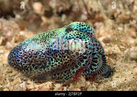 Bobtail-Tintenfisch (Euprymna berryi), Shining (Bioluminescene), Sabang Beach, Mindoro, Philippinen, Asien Stockfoto