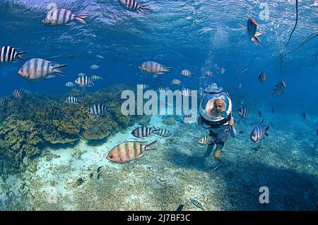 Unterwasserwanderung, Unterwasserwanderung, Kind mit Tauchhelm, das mit Sergeant Major Fischen oder píntanos (Abudefduf saxatilis) spielt, Mauritius, Indischer Ozean Stockfoto