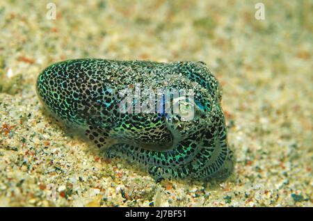 Bobtail-Tintenfisch (Euprymna berryi), Shining (Bioluminescene), Sabang Beach, Mindoro, Philippinen, Asien Stockfoto