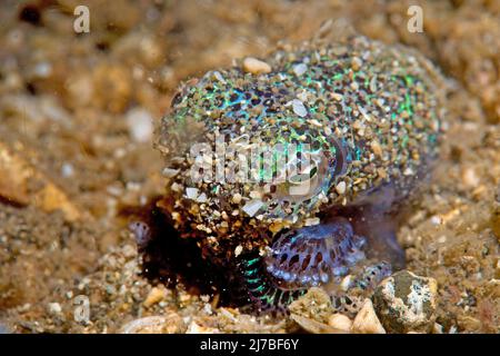 Bobtail-Tintenfisch (Euprymna berryi), Shining (Bioluminescene), Sabang Beach, Mindoro, Philippinen, Asien Stockfoto