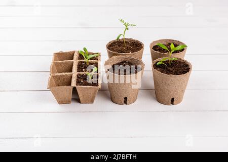 Topfblüten, die in biologisch abbaubaren Torfmoos-Töpfen auf weißem Holzhintergrund wachsen. Zero Waste, Recycling, Kunststoff frei Garten Konzept zurück Stockfoto