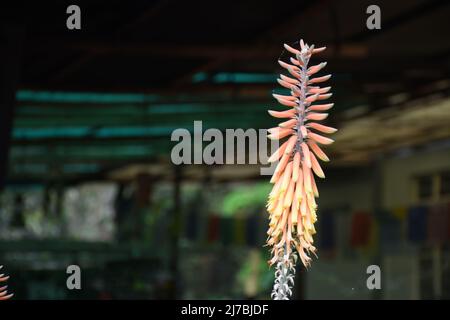 Australische Asphodelaceae; blühende, orange Aloe Vera Blüten Stockfoto