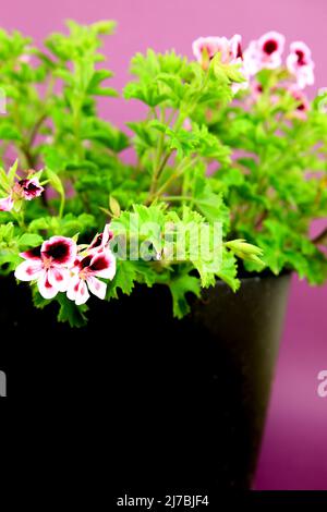 Schöne und duftend Geranium Pelargonium Crispum Pflanze auf violettem Hintergrund Stockfoto