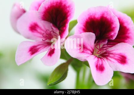 Schöne und duftend Geranium Pelargonium Crispum Blume. Makrobild. Stockfoto