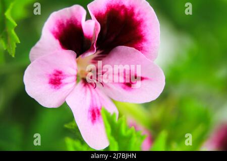 Schöne und duftend Geranium Pelargonium Crispum Blume. Makrobild. Stockfoto