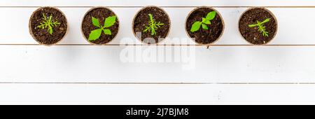 Vor kurzem transpontierte junge Dahlien- und Kosmosblüten-Sämlinge. Schneiden Blume Sämlinge Gartenarbeit Hintergrund. Draufsicht auf weißem Holzhintergrund. Stockfoto