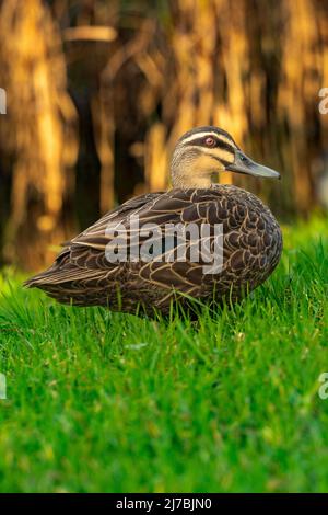 Weibliche Stockente, die in der Morgensonne auf grünem Gras sitzt, mit gelbem Schilf im Hintergrund Stockfoto