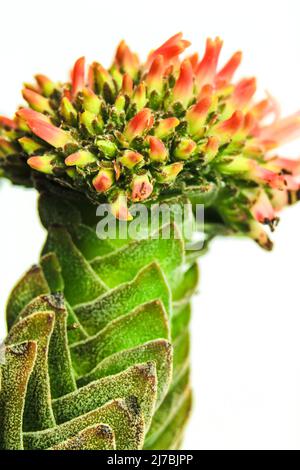 Farbenfrohe Makrofotografie der blühenden Crassula Pyramidalis Buddha Temple Pflanze Stockfoto