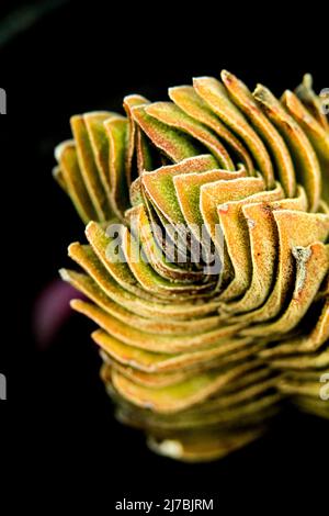 Farbenfrohe Makrofotografie der Pflanze Crassula Pyramidalis Buddha Temple Stockfoto