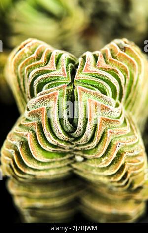 Farbenfrohe Makrofotografie der Pflanze Crassula Pyramidalis Buddha Temple Stockfoto