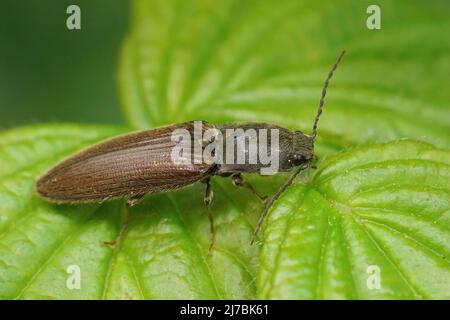 Nahaufnahme eines braunen, haarigen, klickenden Käfers, Athous haemorrhoidalis, der auf einem grünen Blatt im Wald sitzt Stockfoto