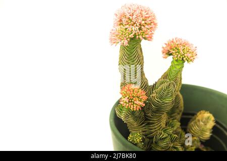 Bunte Makro-Fotografie von Potted Crassula Pyramidalis Buddha Temple Pflanze in Blüte auf weißem Hintergrund Stockfoto