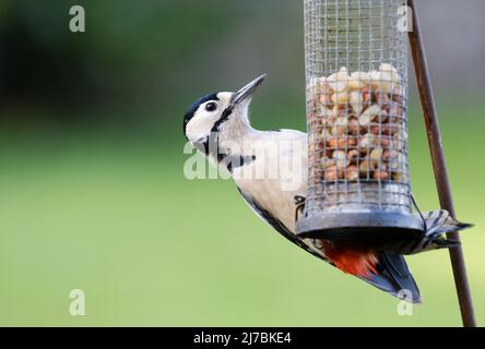 Buntspecht [ Dendrocopos major ] auf Erdnussfutter Stockfoto