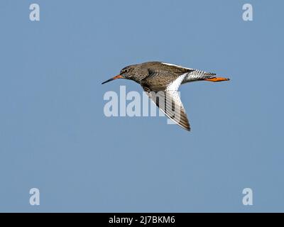 Rotschenkel (Tringa totanus) im Flug, Norfolk, England Stockfoto