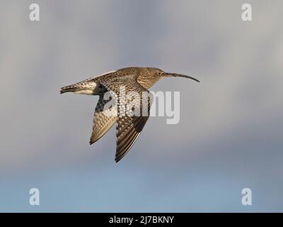 Eurasische Curlew (Numenius arquata) im Flug, Norfolk, England Stockfoto