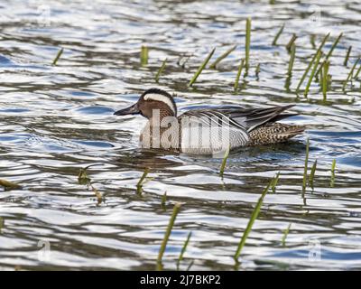 Männchen Garganey (Anas querquedula) beim Schwimmen, Cambridgeshire, Englan Stockfoto