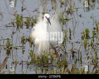 Ausgewachsener kleiner Reiher (Egretta garzetta) im Zuchtgefieder in der Ausstellung, Cambridgeshire, England Stockfoto