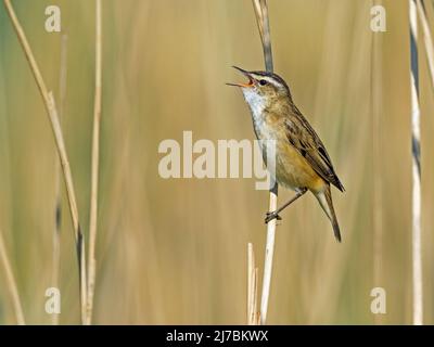 Sedge Warbler (Acrocephalus schoenobaenus) singt, während er auf einem Schilfstiel thront, Norfolk, England Stockfoto
