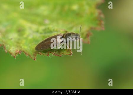 Detailreiche Nahaufnahme eines braunen, haarigen, klickenden Käfers, Athous haemorrhoidalis, der auf einem grünen Blatt im Wald sitzt Stockfoto