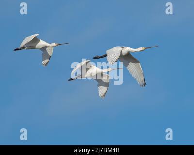 Gruppe unreifer Löffler (Platalea leucorodia) im Flug, Cambridgeshire, England Stockfoto