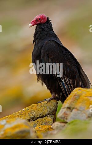 Putengeier, Cathartes Aura, hässlicher schwarzer Vogel auf gelbem Moosstein, Falkland-Inseln Stockfoto