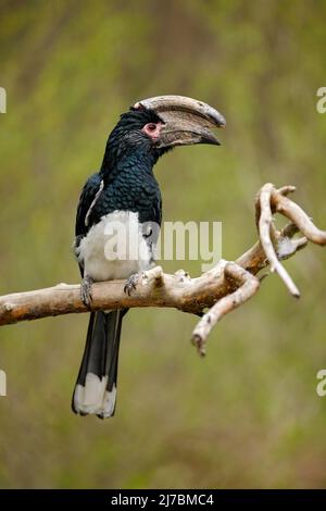 Trompeter-Hornschnabel, Bycanistes Bucinator, Vogel mit großen Schnabel, gemeinsame Bewohner der tropischen immergrünen Wälder von Burundi, Mosambik, Botswana, Cong Stockfoto