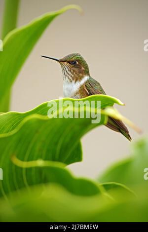 Vulkan Kolibri, Selasphorus flammula, kleiner Vogel in den grünen Blättern, Costa Rica Stockfoto