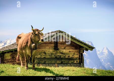 Typische schweizer Kuh auf grünen Almwiesen, Meiringen Stockfoto