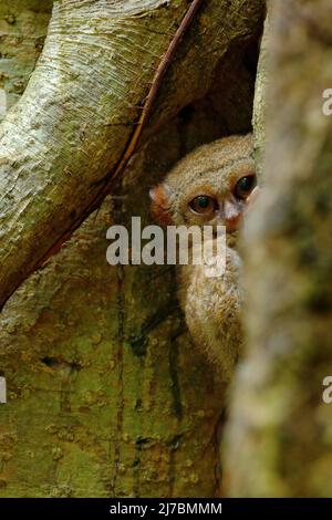 Spectral Tarsier, Tarsius Spektrum, verborgenes Porträt von seltenen Nachttieren, im großen Ficusbaum, Tangkoko Nationalpark, Sulawesi, Indonesien, A Stockfoto