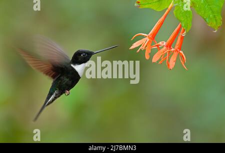 Collared Inca, Coeligena torquata, dunkelgrüner Schwarz-Weiß-Kolibri, der neben einer wunderschönen Orangenblüte fliegt, Kolumbien Stockfoto