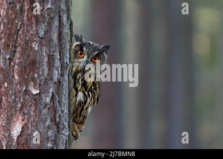 Eurasische Adlereule, Bubo bubo, versteckt vom Baumstamm im Winterwald, Portrait mit großen orangefarbenen Augen, Vogel im Naturlebensraum, Norwegen Stockfoto