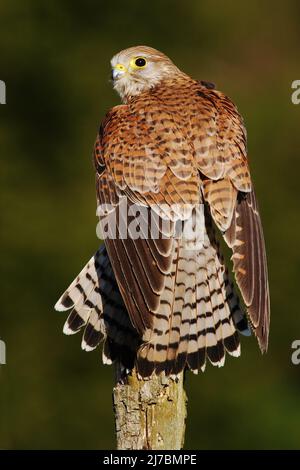 Gemeiner Turmfalken, Falco tinnunculus, kleine Greifvögel, die auf dem Baumstamm sitzen, Finnland Stockfoto