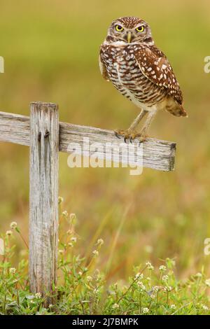 Die grabende Eule, Athene cunicularia, sitzt in einem Holzkreuz in Cape Coral, Florida, USA Stockfoto