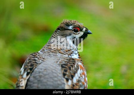Haselhuhn, Bonasa bonasia, Portrait eines seltenen Waldvogels, Schweden Stockfoto