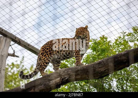 Chinesischer Leopard steht und schaut auf einen großen Baumstamm, auf einem grünen Blatthintergrund im Karlsruher Zoo in Deutschland. Ihr Name ist Táohuà - geboren auf t Stockfoto