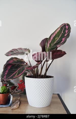 Calathea Pflanze in einem weißen Topf auf einem Regal Stockfoto