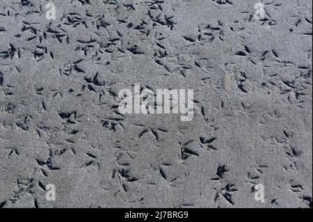 Vögel haben ihre Fußabdrücke oder Einbuchtungen im Sand hinterlassen Stockfoto