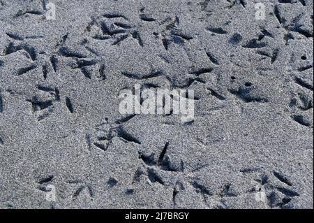 Vogelfußabdrücke im nassen Sand, da die Flut am Strand ausging. Stockfoto