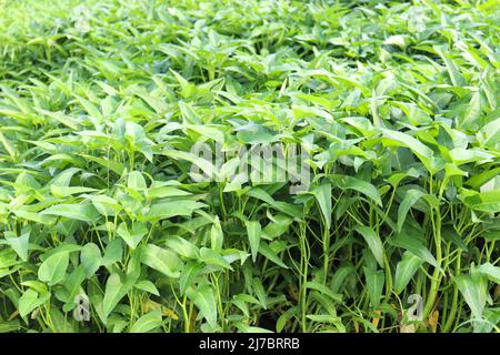 Grüne Farbe Wasser Amaranth Farm für die Ernte und Verkauf Stockfoto