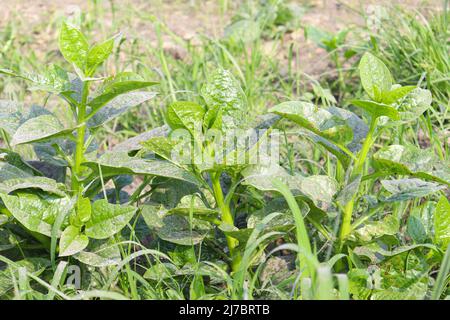 Grüne Farbe malabar Spinat Farm für die Ernte und Verkauf Stockfoto