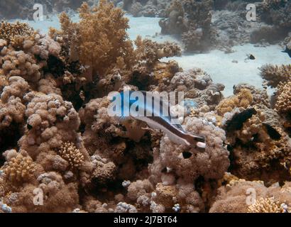 Ein Blauer Blanquillo (Malacanthus latovittatus) im Roten Meer, Ägypten Stockfoto