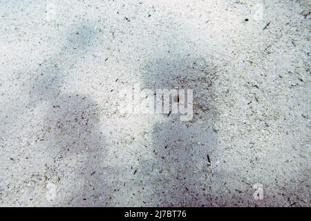 Ein Loch im Meeresgrund, das von einem Garten-Eel (Gorgasia sillneri) im Roten Meer, Ägypten, gemacht wurde Stockfoto