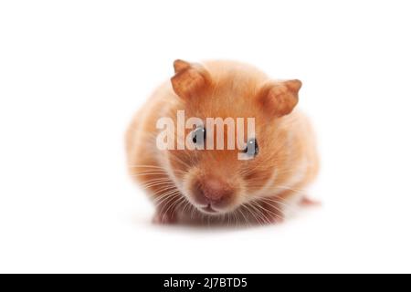 Golden hamster vor weißem Hintergrund Stockfoto