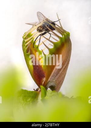 Die fleischfressende Pflanze Venus Fliegenfalle Dionaea muscipula mit eingeschlossener Fliege Stockfoto