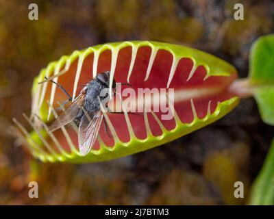 Die fleischfressende Pflanze Venus Fliegenfalle Dionaea muscipula mit eingeschlossener Fliege Stockfoto