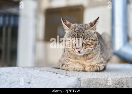 Straßengraukatze schläft auf der Treppe in Herceg Novi Stockfoto
