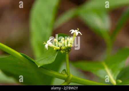 Noni (Morinda citrifolia, Maulbeere, große Morinda, Käsefrucht) Blume Stockfoto